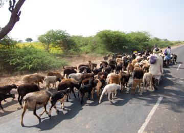 150212 Badami Benaulim 025